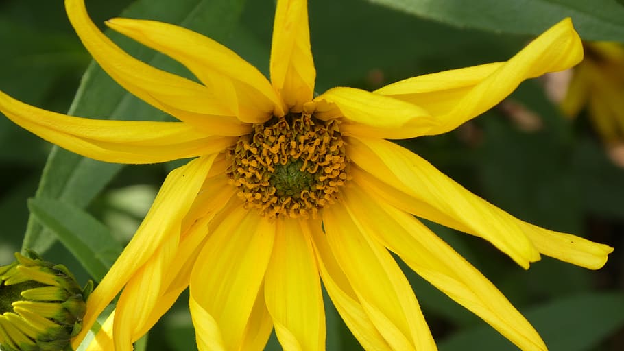 blossom, bloom, yellow rays, summer, close up, flower, flowering plant HD wallpaper