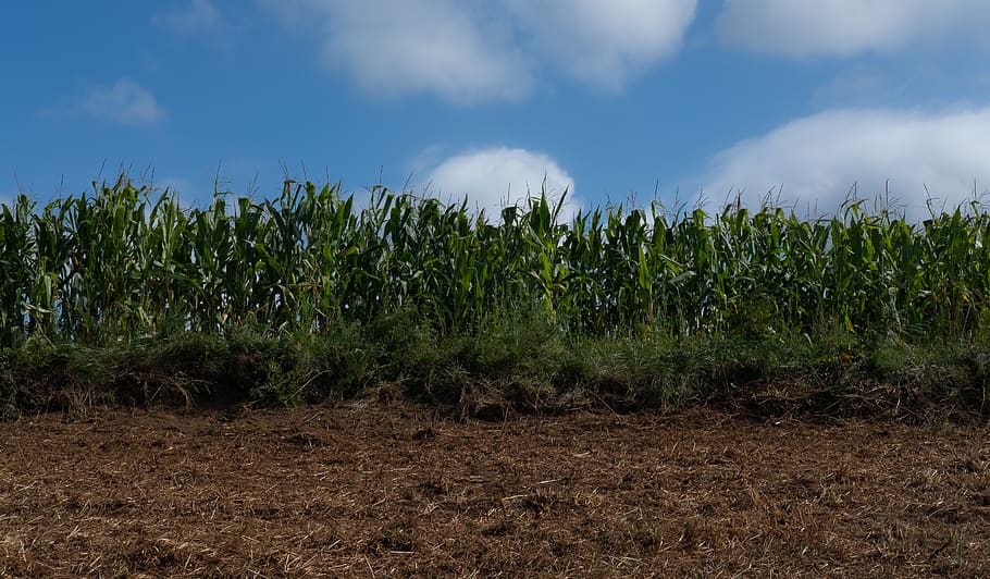 green corn field, soil, spain, galicia, plant, grass, flora, dirt road HD wallpaper