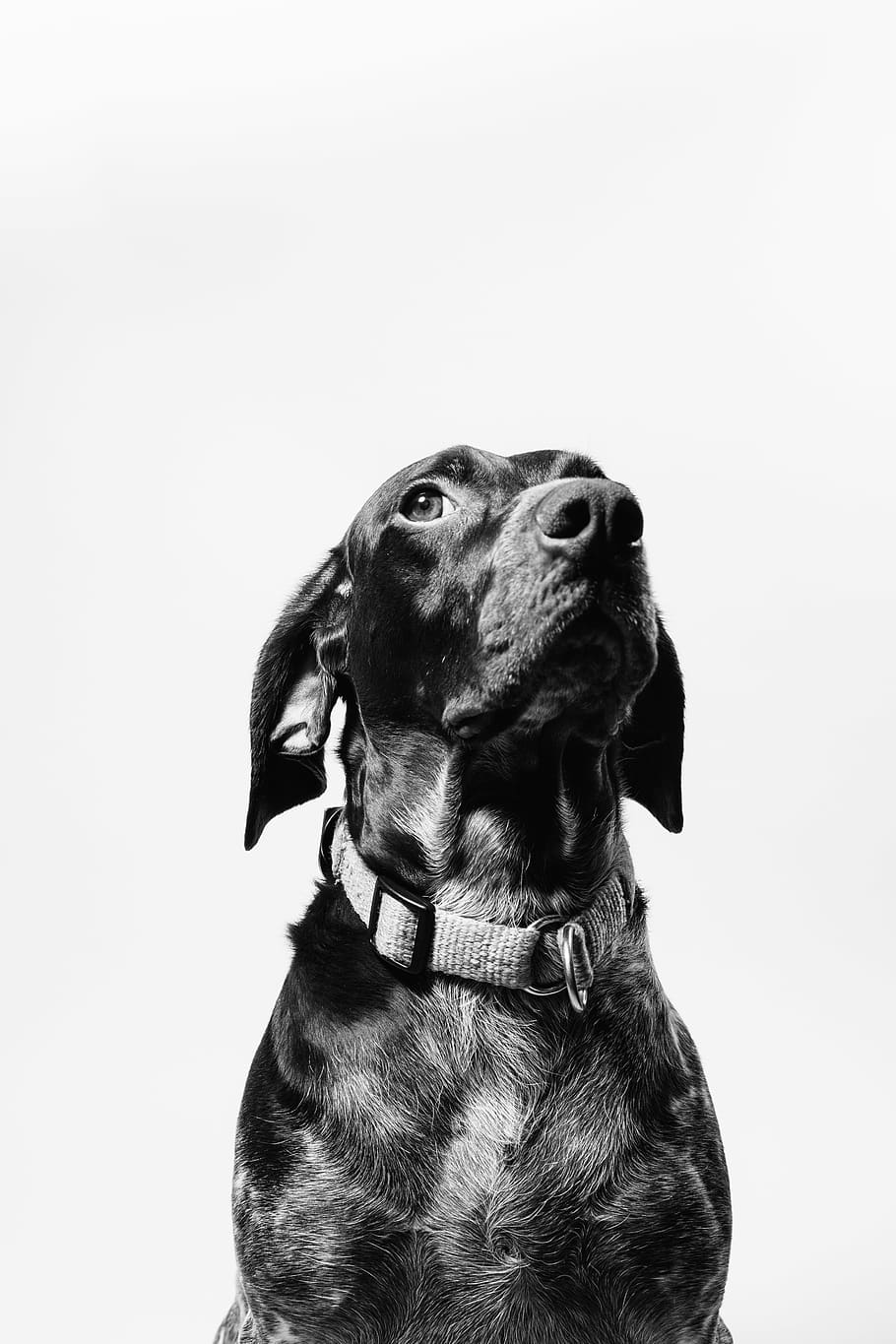 short-coated black dog, one animal, canine, pets, domestic, animal themes HD wallpaper
