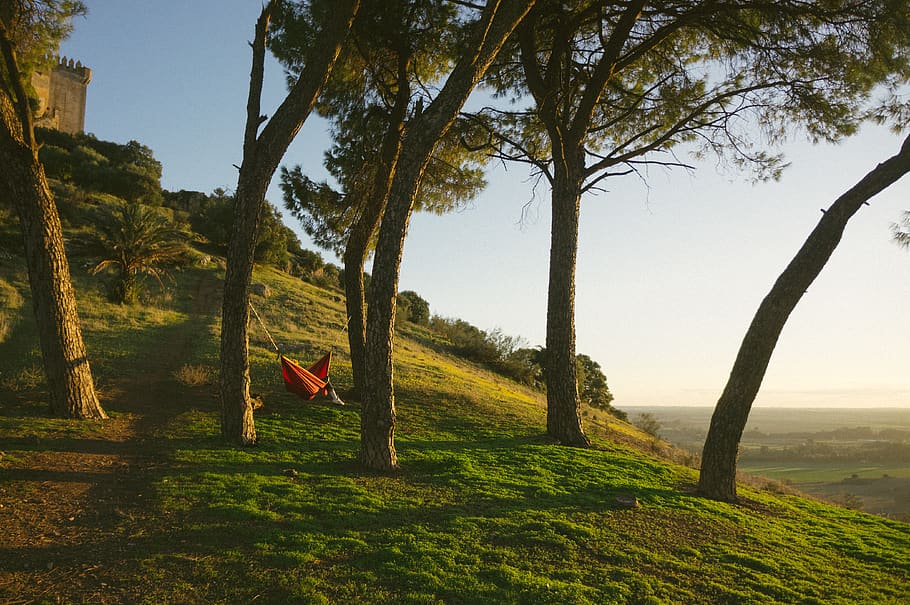 red hammock on green trees, furniture, plant, tree trunk, portugal HD wallpaper