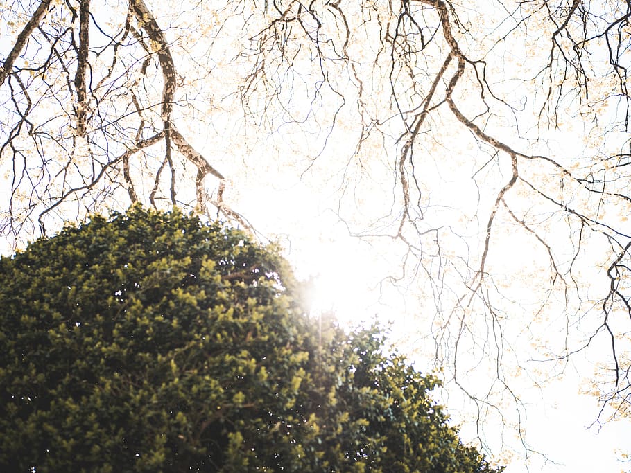 Green Leaf Tre, branches, bright, daylight, daytime, environment HD wallpaper