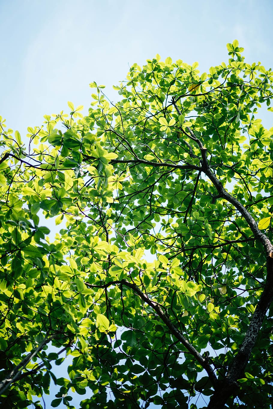 green leaf tree, nature, sky, flora, plant, oak, branch, blue HD wallpaper