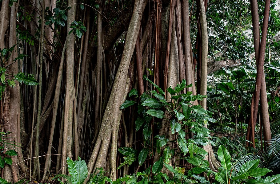 plant, forest, tree, growth, land, plant part, tree trunk, leaf HD wallpaper