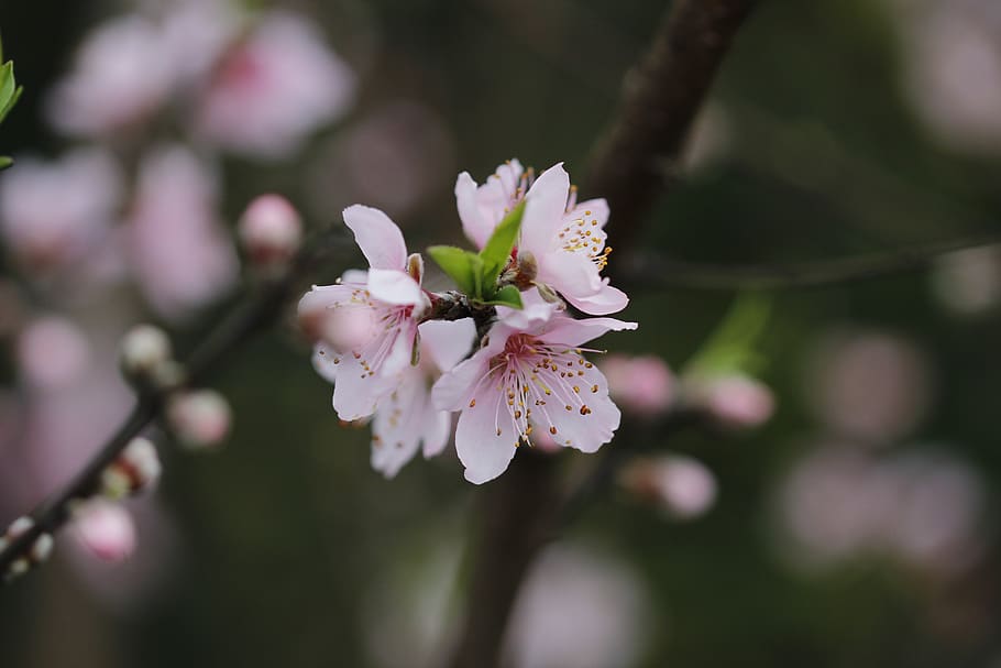 flower, peach tree, spring, flora, botanist, flowering plant HD wallpaper