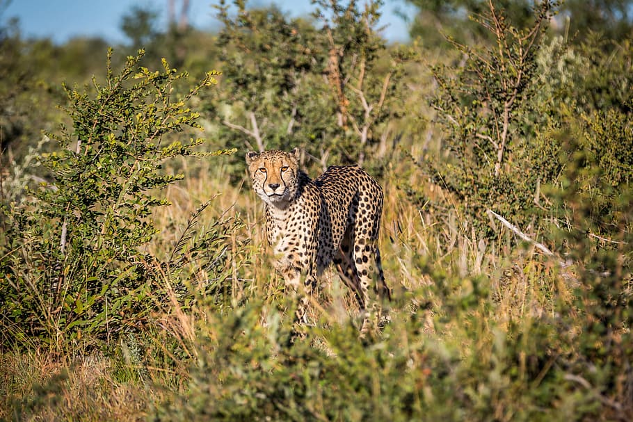 cheetah standing on grass field during day time, leopard, mammal HD wallpaper