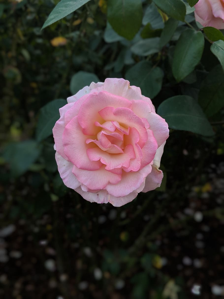 plant, pink color, flower, beauty in nature, freshness, flowering plant HD wallpaper