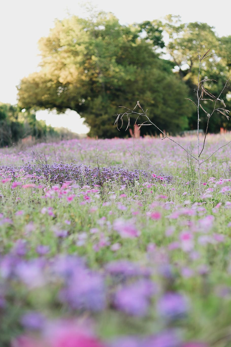 purple flower field, plant, growth, flowering plant, beauty in nature HD wallpaper