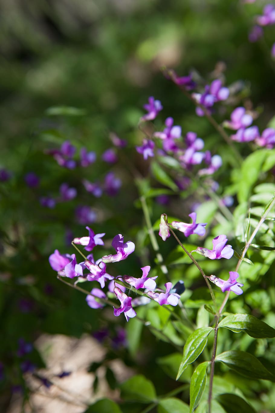 beautiful, blossom, bunch, closeup, detail, flora, floral, flores HD wallpaper