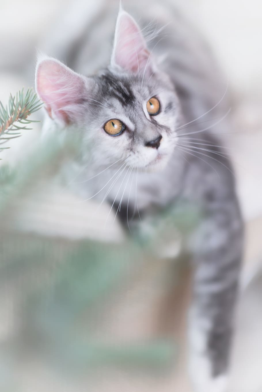 cat, silver, gray, maine coon, kitten, pet, animal, cub, yellow eyes HD wallpaper