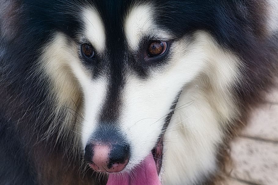 dog, one animal, mammal, animal body part, close-up, portrait HD wallpaper
