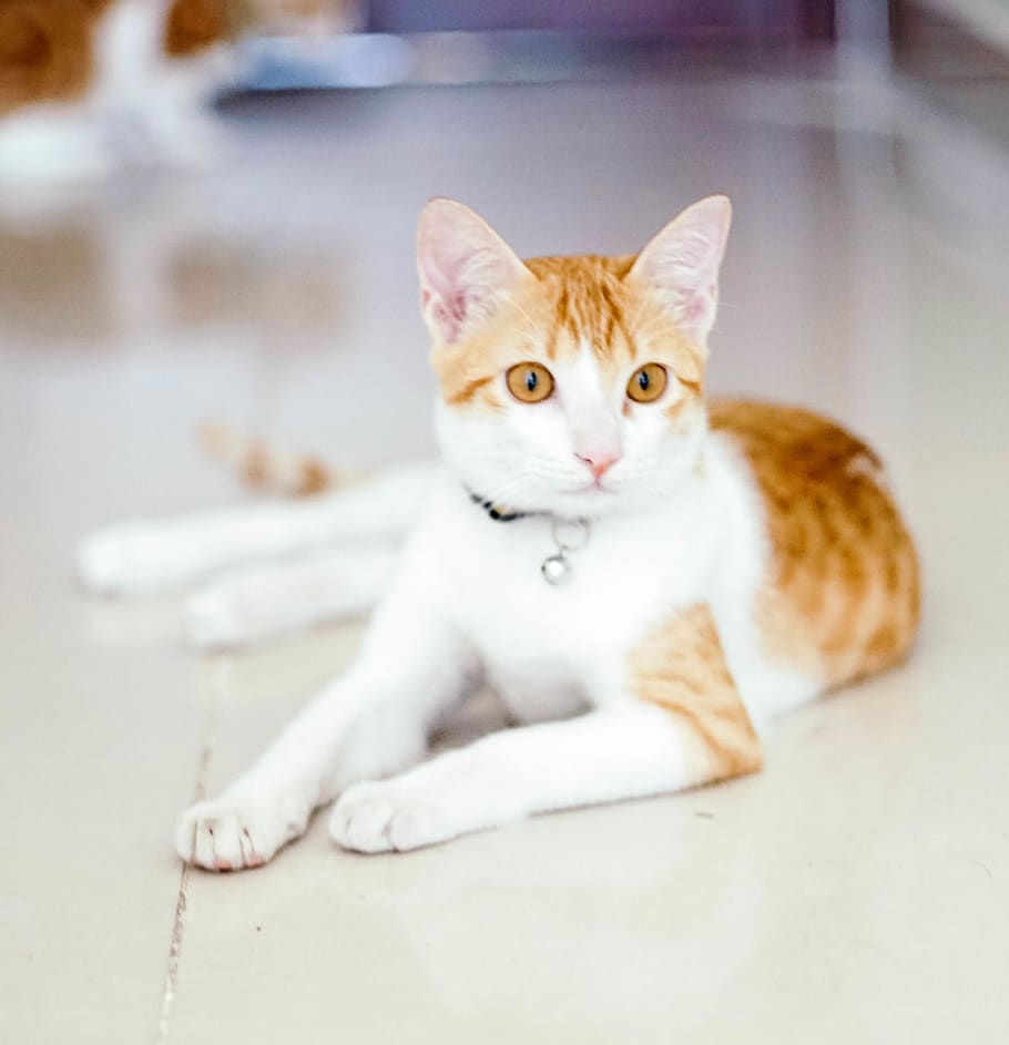 pet, cat, domestic, pets, domestic cat, domestic animals, mammal HD wallpaper