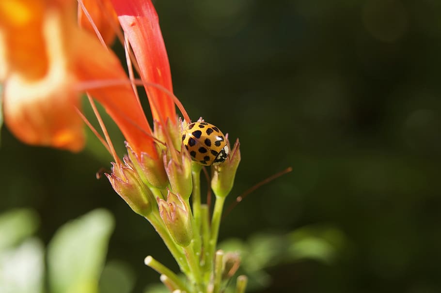 insect, ladybug, nature, beetle, red, yellow, small, fauna HD wallpaper