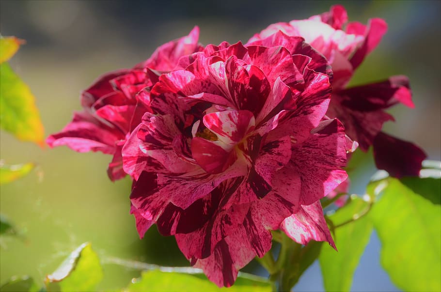 flower, nature, leaf, bloom, rose, petals, pink, flowering plant HD wallpaper