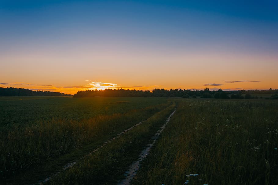 Photo of Green Grass Field during Golden Hours, dawn, environment HD wallpaper