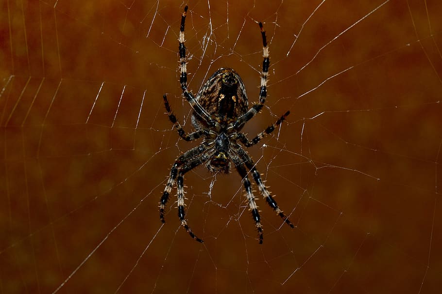 spider, web, close up, nature, cobwebs, macro, spin threads HD wallpaper