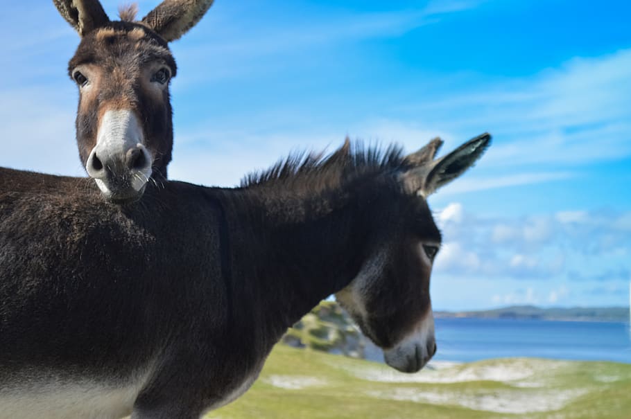 donkey, nature, beach, animals, sky, outdoors, friends, animal themes HD wallpaper
