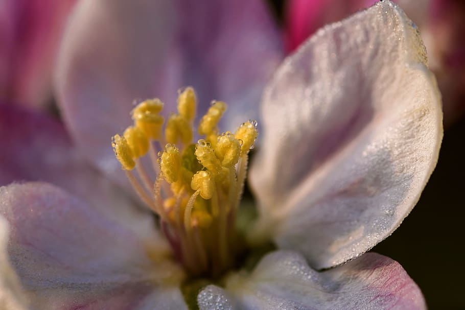 apple, flower, nature, spring, branch, fruit, tree, flowers HD wallpaper