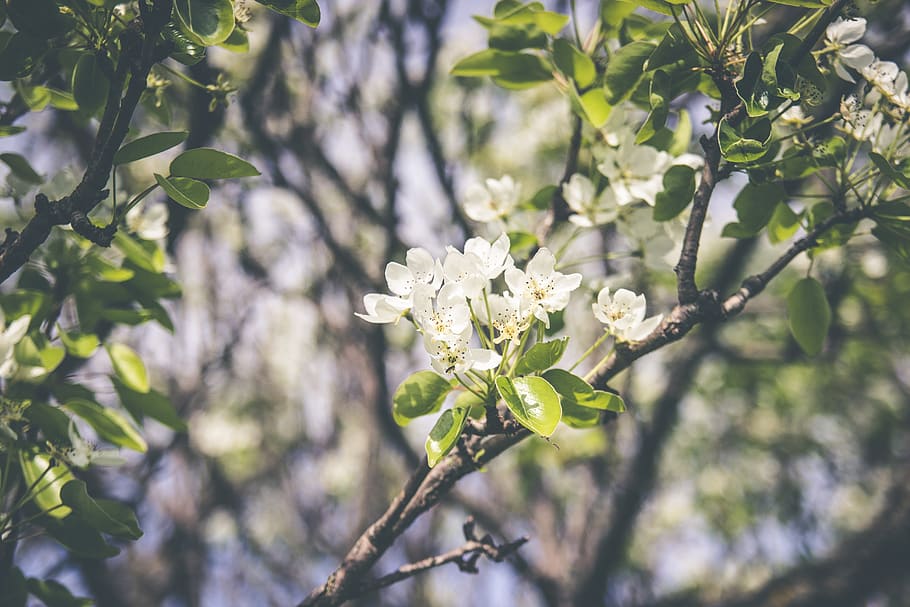 white flowers, plant, flowering plant, fragility, growth, vulnerability HD wallpaper