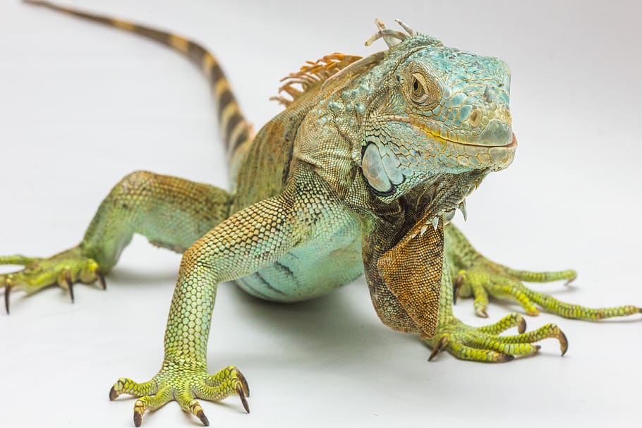 Green and Yellow Iguana, lizard, scales, animal themes, reptile HD wallpaper