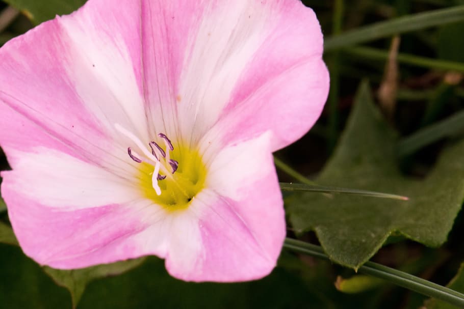 flower, bindweed, pink, blossom, bloom, white, winds, funnel flower HD wallpaper