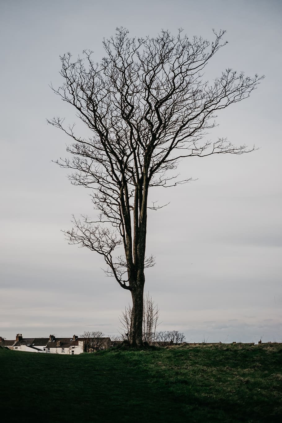 tree, trees, film, vsco, uk, explore, create, tones, sky, bare tree HD wallpaper