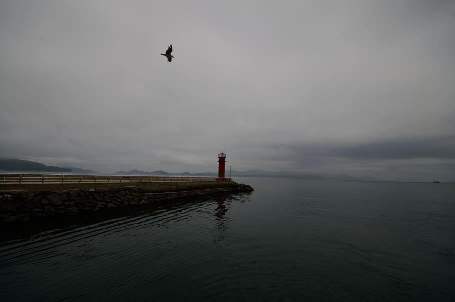 korea, tongyoung, sky, water, vertebrate, bird, animal, animal themes HD wallpaper