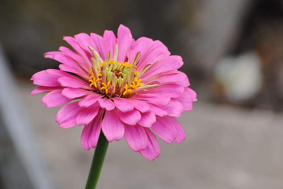 zinnia, fresh, flower, nature, fragrance, garden, blooming HD wallpaper