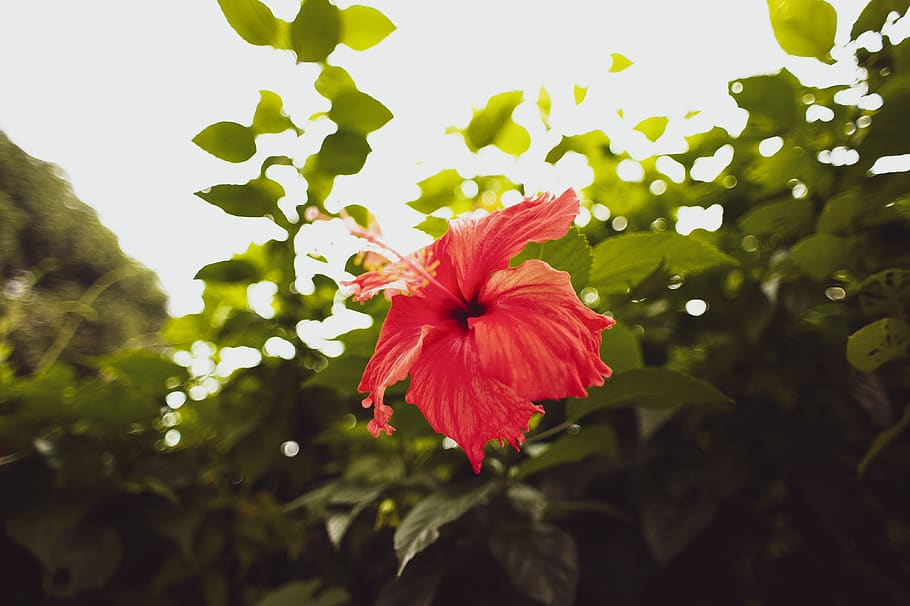 flowers, plant, flowering plant, petal, beauty in nature, hibiscus HD wallpaper