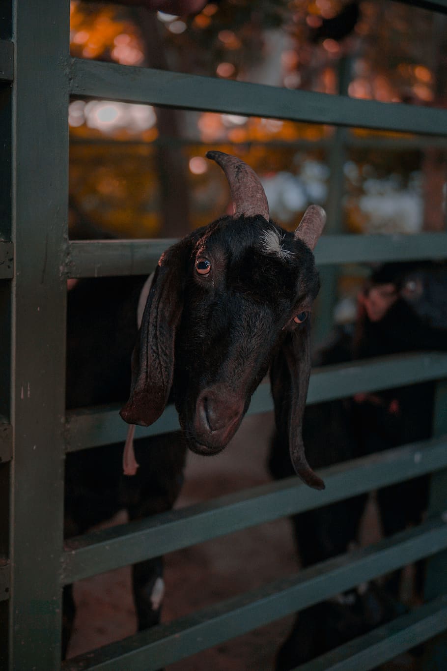 black goat, animal themes, domestic animals, one animal, mammal HD wallpaper