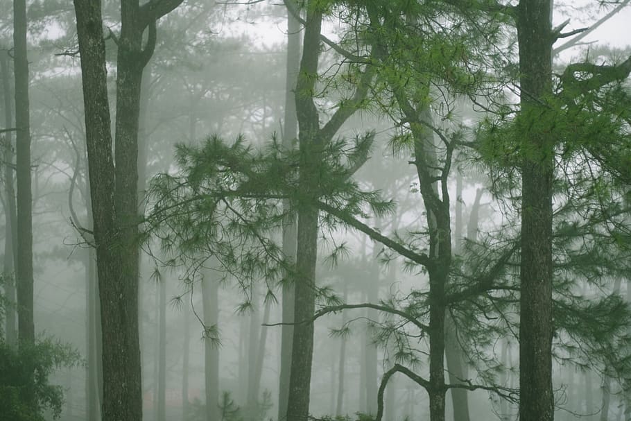 philippines, baguio, the forest lodge, trees, green, fog, plant