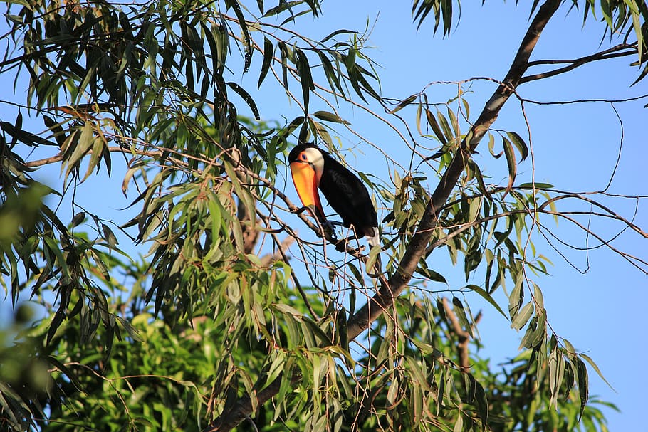 toucan, bird, tree, nature, blue, blue sky, gren, yellow, outdoor HD wallpaper