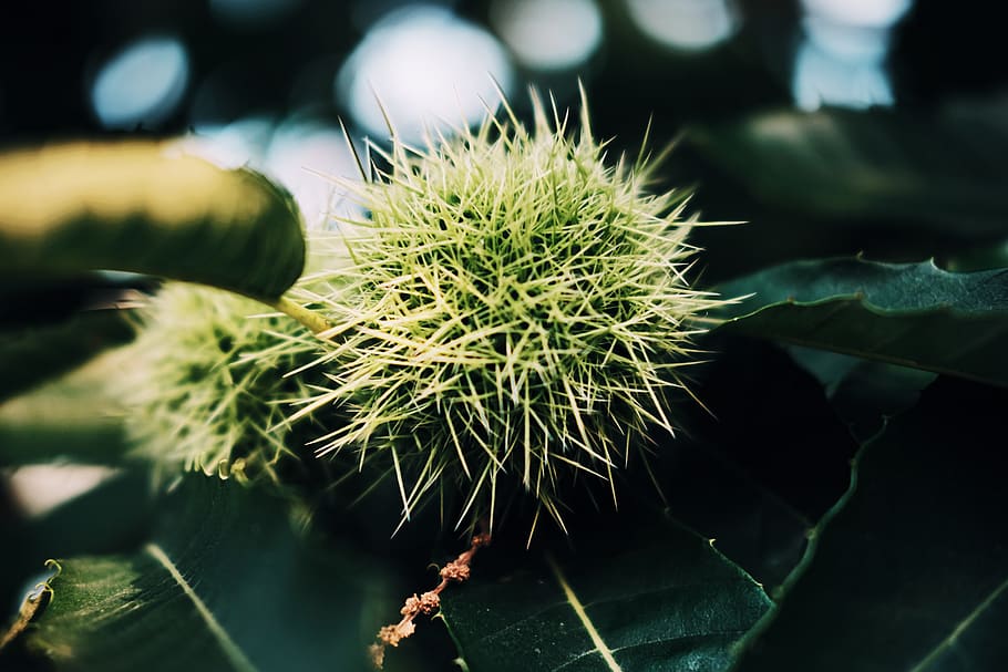 germany, mainz, macro, green, chestnut, autumn, spikes, bokeh HD wallpaper