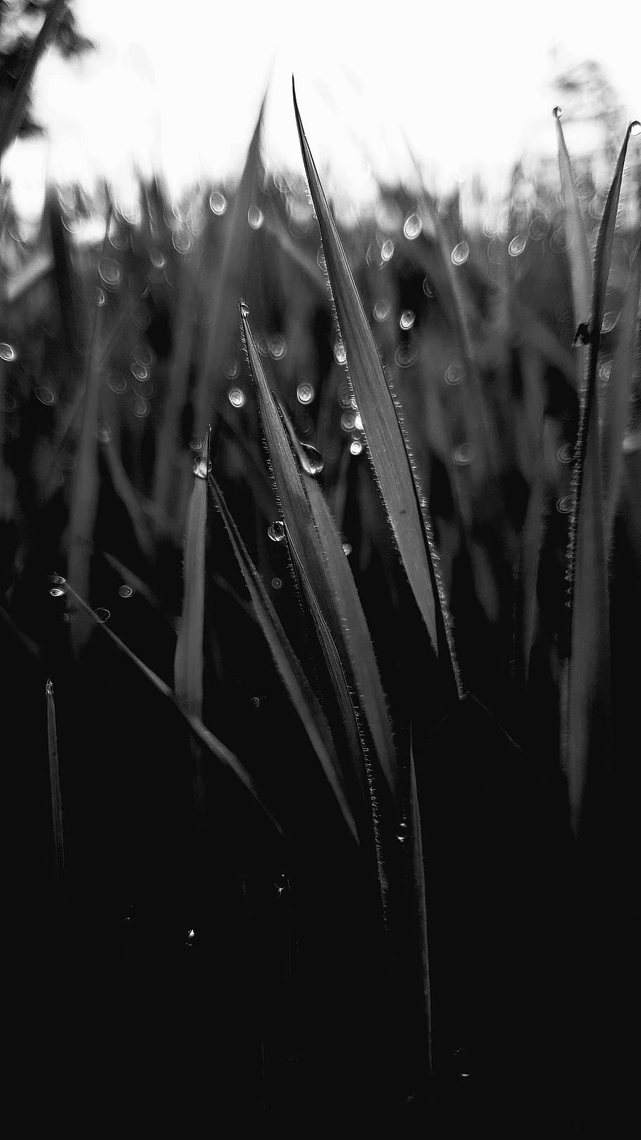 growth, drop, plant, wet, nature, close-up, beauty in nature HD wallpaper