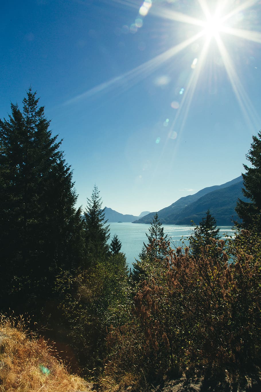 tree, sky, plant, sunlight, beauty in nature, tranquility, scenics - nature HD wallpaper