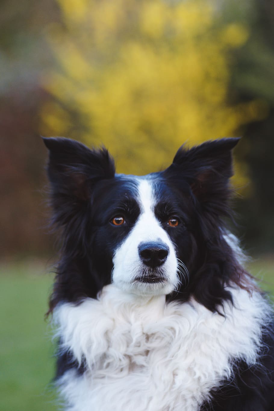 dog staring left, animal, canine, pet, mammal, collie, portrait HD wallpaper