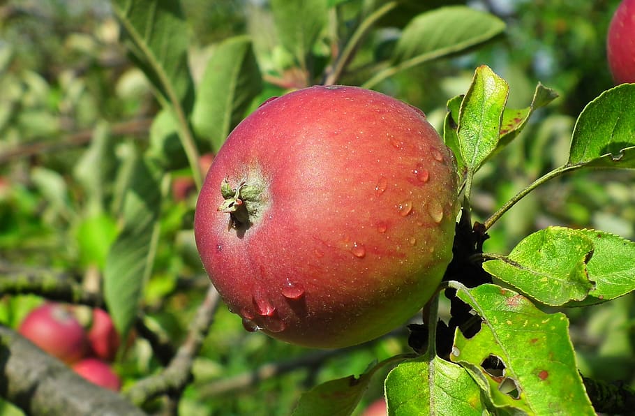 apple, fruit, sprig, vitamins, mature, closeup, summer, garden HD wallpaper