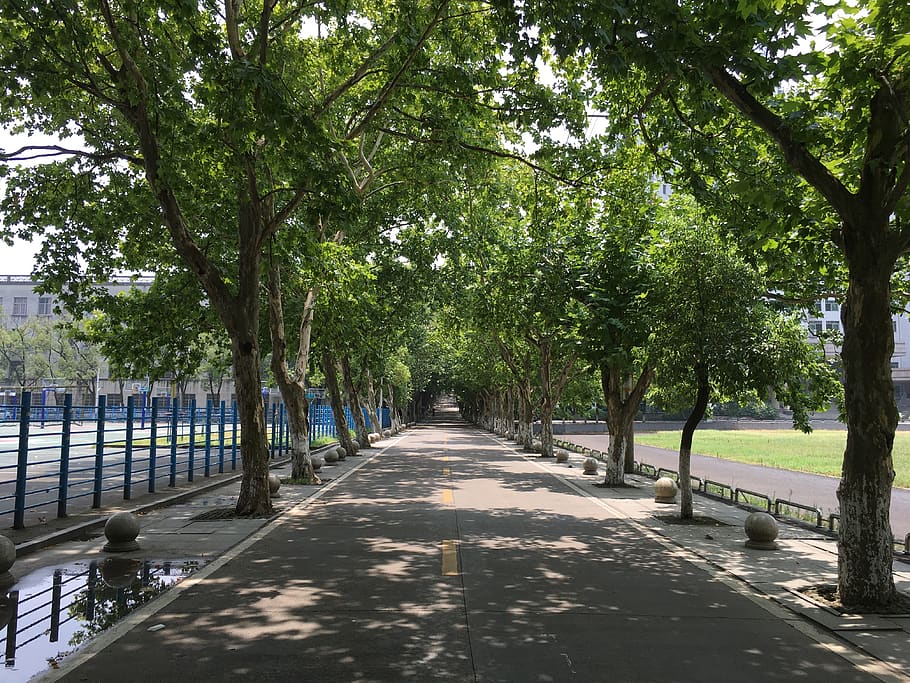 china, changsha, tree, plant, direction, growth, nature, park HD wallpaper