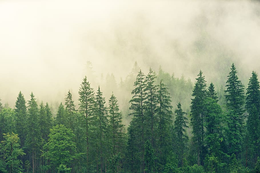 fog, coniferous forest, spruce, green, colourless, nature, tree, HD wallpaper
