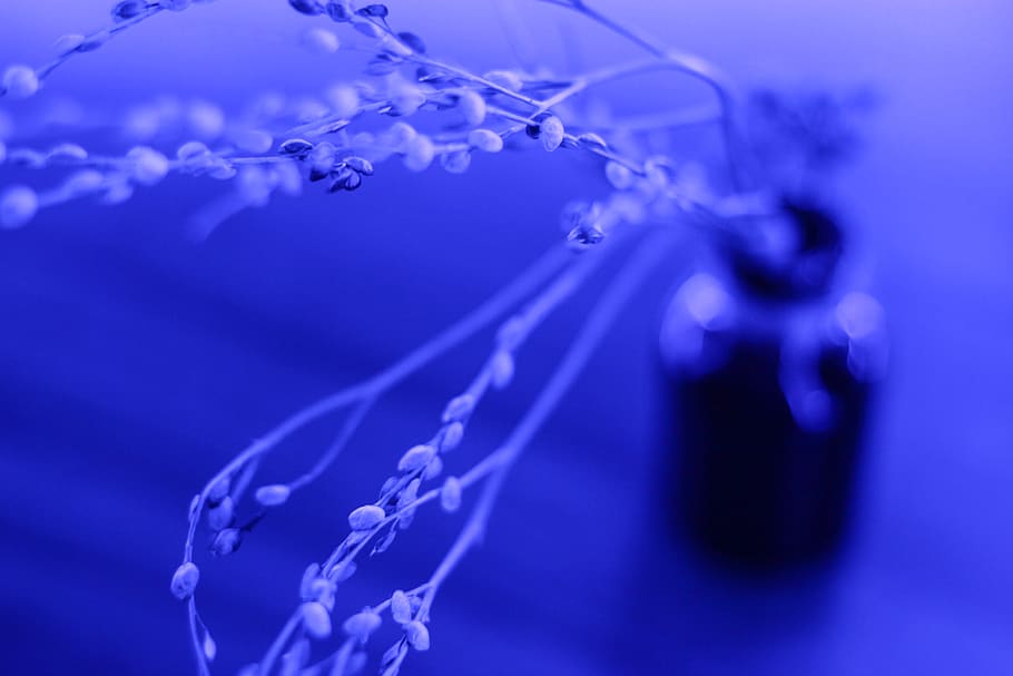 black vase, blue, water, no people, colored background, nature HD wallpaper