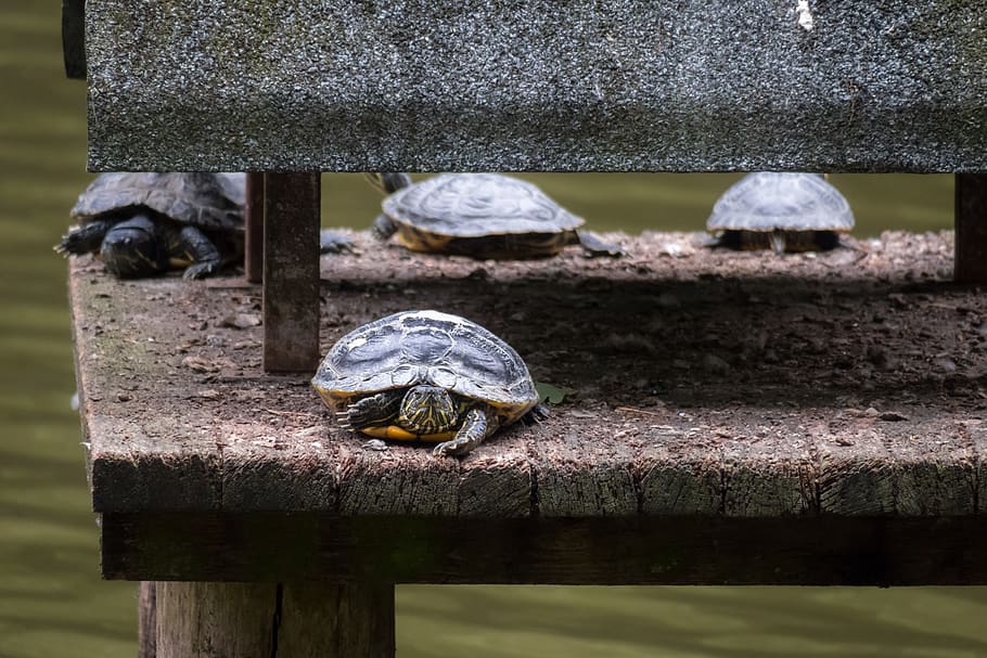 turtle, relax, water turtle, group, rest, concerns, store, storage bin HD wallpaper