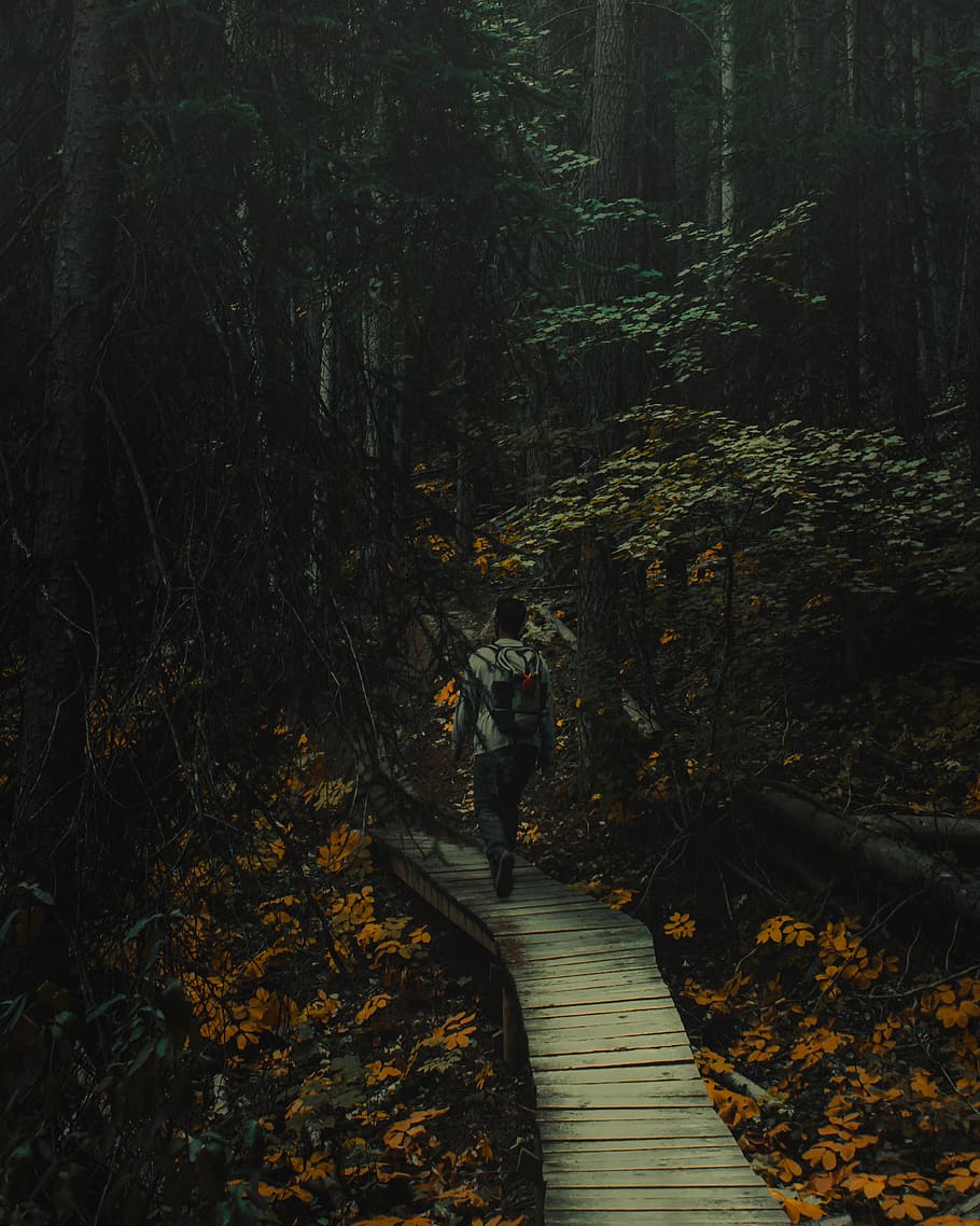forest, tree, land, plant, the way forward, direction, tranquility HD wallpaper