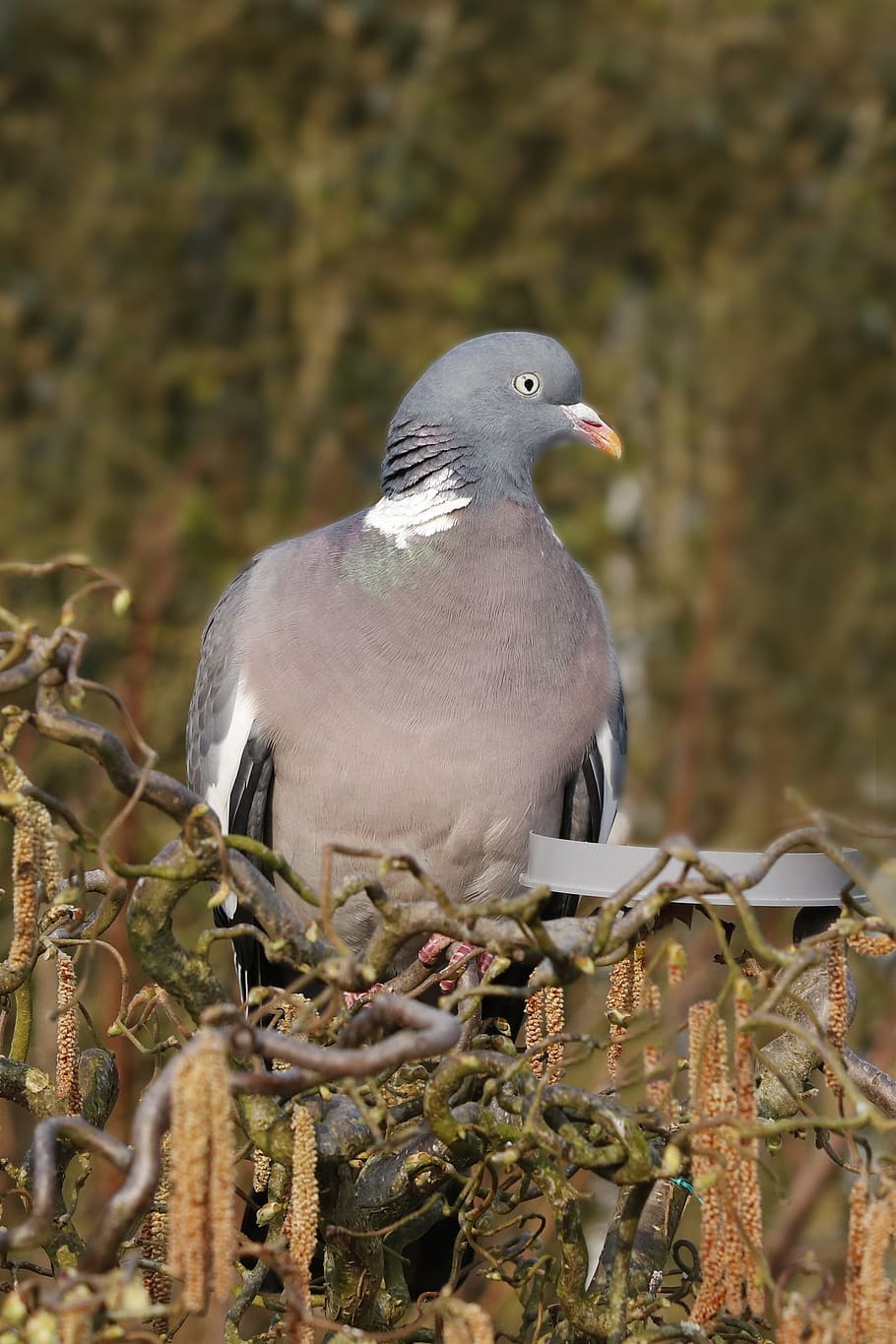 dove, wood pigeon, bird, ornithology, beak, feather, shrub, HD wallpaper