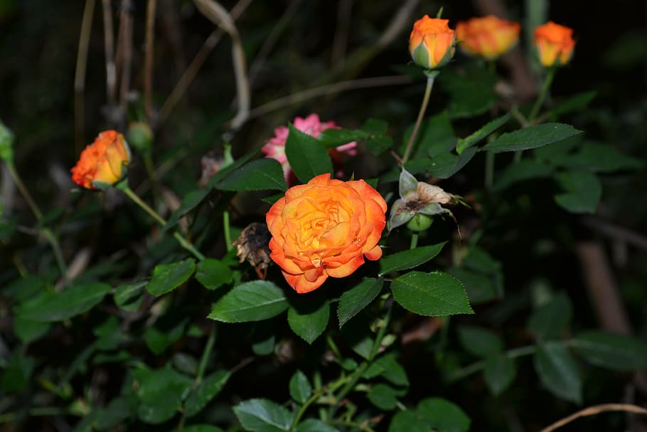 rose, orange, night, roses, plant, nature, flowers, romantic HD wallpaper