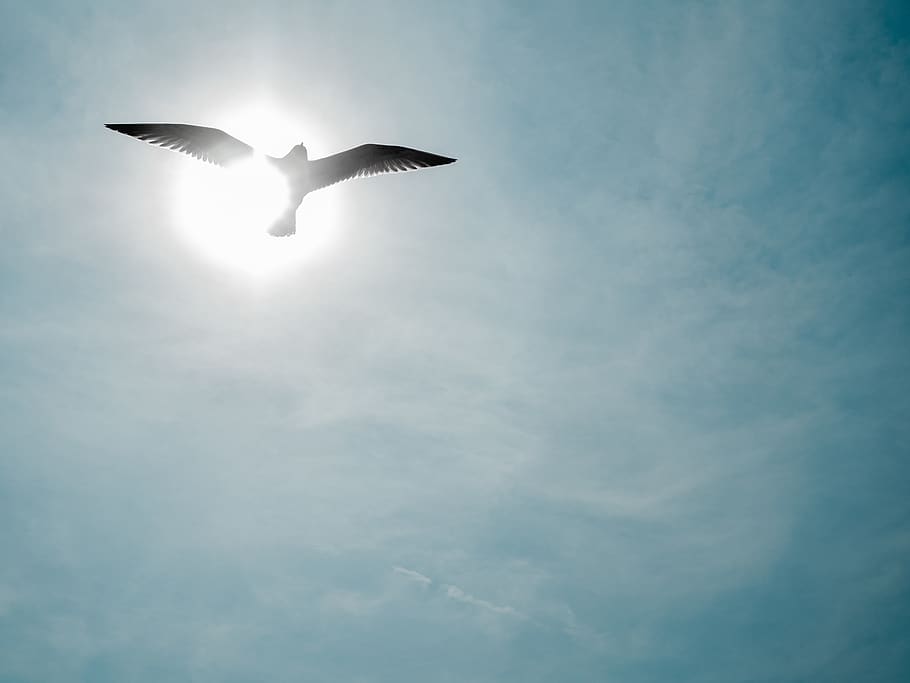 netherlands, cadzand, low angle view, flying, animal themes HD wallpaper