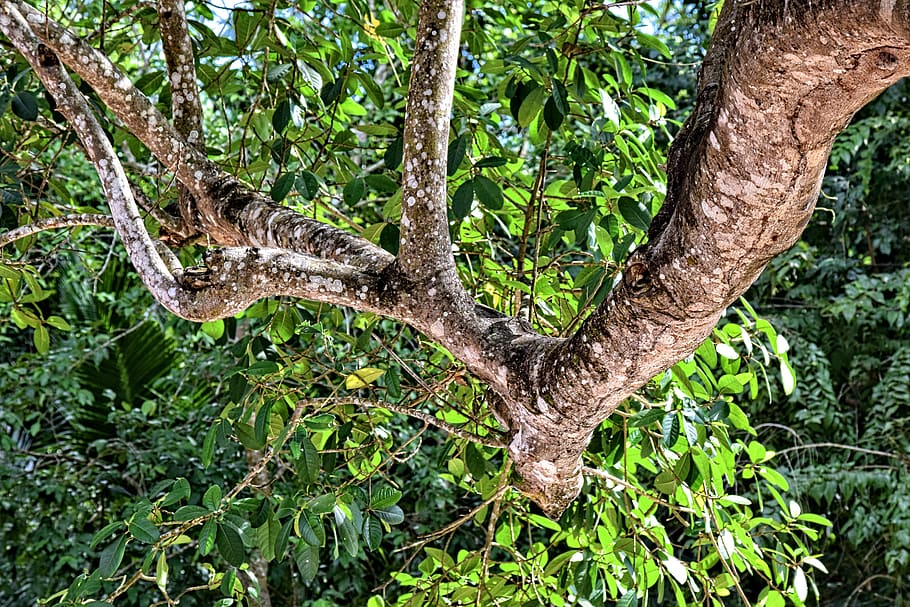 mexico, tree, branch, leaves, plant, tree trunk, growth, green color HD wallpaper