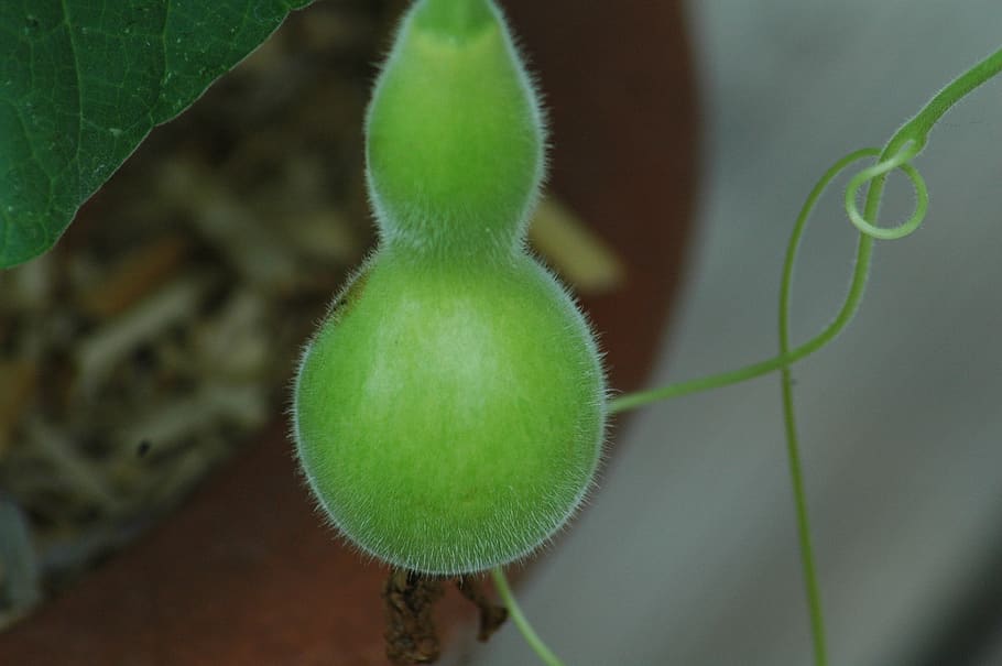 squash gourd, calebasse, green, yard, green color, plant, growth HD wallpaper