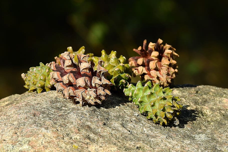 cones, forest, stone, growth, plant, nature, close-up, no people HD wallpaper