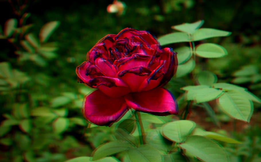 3d Wallpaper Rose For Android Image Num 33