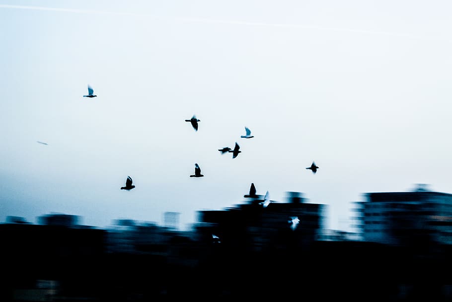 bulding, sky, bird, birds, blue, nature, fly, flying, animal themes HD wallpaper