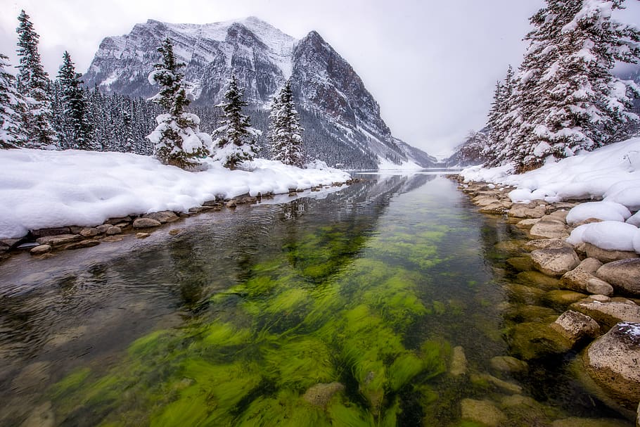 canada, lake louise, snow, green, algae, mountain, banff, water